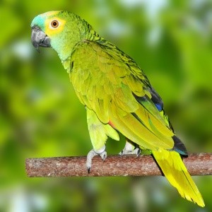 Papagaio verdadeiro (Amazona aestiva)