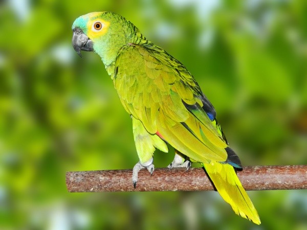 Papagaio verdadeiro (Amazona aestiva)
