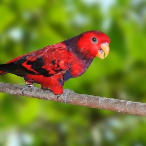 Loris Squamata (Eos squamata)