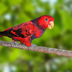 Loris Squamata (Eos squamata)