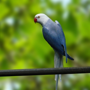 Ring Neck Clear Violeta (Psittacula krameri)