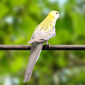 Rosella Adscitus Canela (Platycercus adscitus palliatus)