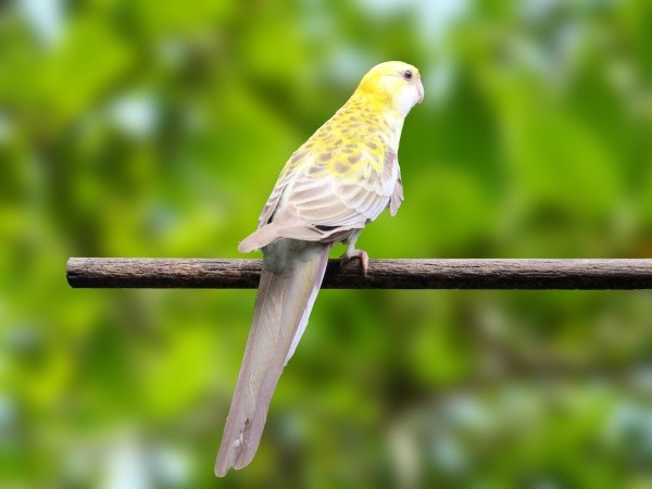 Rosella Adscitus Canela (Platycercus adscitus palliatus)