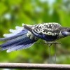 Rosella Venustus (Platycercus venustus)