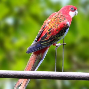 Rosella Eximius Vermelha (Platycercus Eximius)