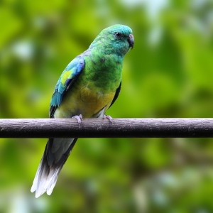 Red Rumped (Psephotus haematonotus)