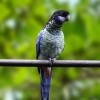 Rosella Venustus (Platycercus venustus)