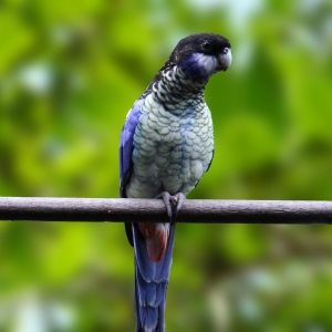 Rosella Venustus (Platycercus venustus)