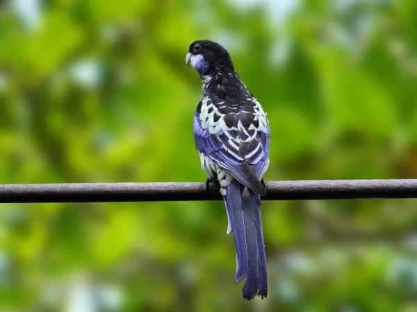 Rosella Venustus (Platycercus venustus)