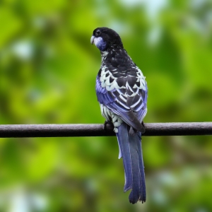 Rosella Venustus (Platycercus venustus)