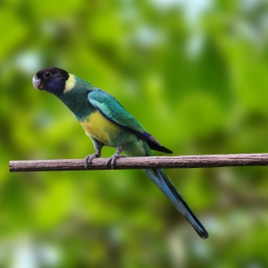 Port Lincoln (Barnardius zonarius)