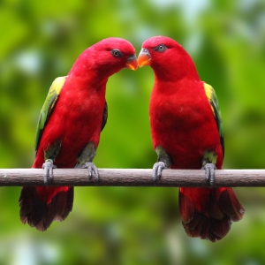 Loris Amor-Amor (Lorius garrulus garrulus)