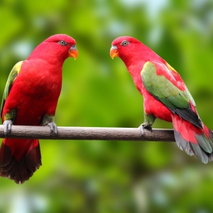 Loris Amor-Amor (Lorius garrulus garrulus)