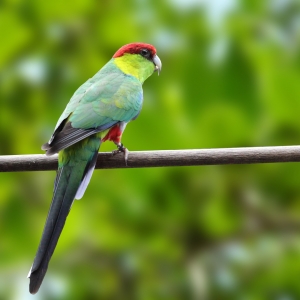 Red Capped (Purpureicephalus spurius)