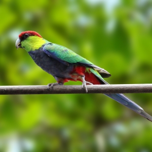 Red Capped (Purpureicephalus spurius)