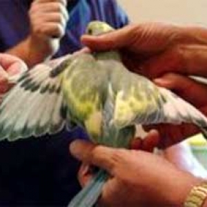 Turquesa arlequim
