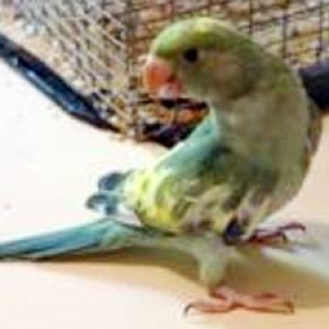 Turquesa arlequim