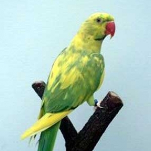 Arlequim