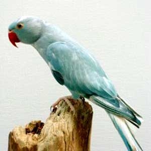 Arlequim azul