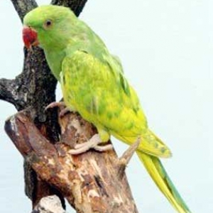Arlequim