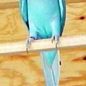 Azul