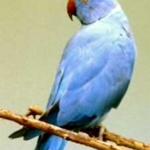 Cobalto