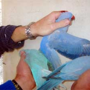 A esquerda um Azul, a direita um cobalto e em cima um violeta