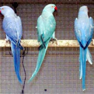 A esquerda um violeta, no centro um Azul e a direita um cobalto