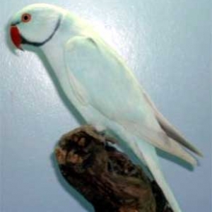 Azul canela (Skyblue)
