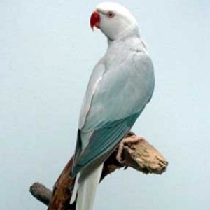 Azul canela (Skyblue) cara branca rabo branco