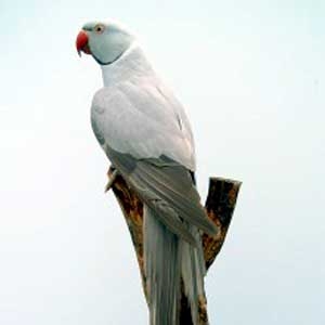 Cinza canela (silver)