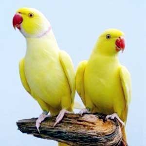 Amarelo (Lutino)