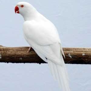 Albino