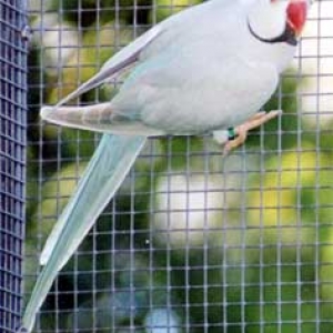 Lacewing azul