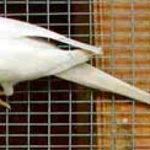 Lacewing cinza