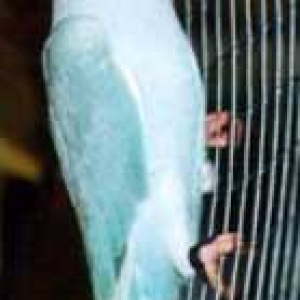 Lacewing azul