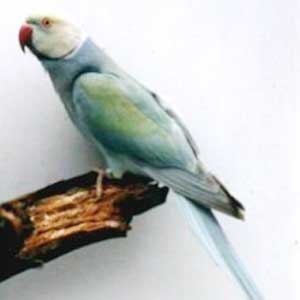 Turquesa bronze fallow azul