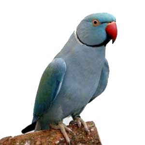 Turquesa cobalto