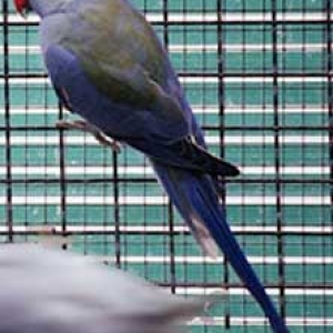 Turquesa violeta