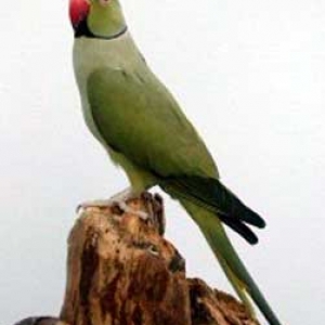 Verde cinza