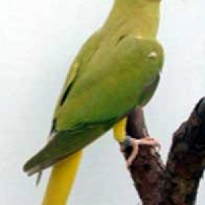 Verde canela