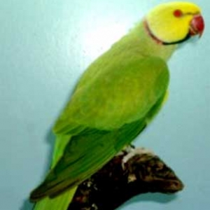 Verde cara amarela