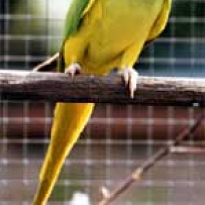 Verde cara amarela rabo amarelo