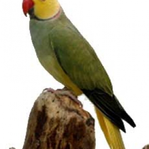 Verde cinza cara amarela rabo amarelo