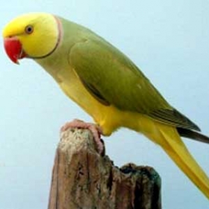 Verde cinza canela cara amarela rabo amarelo