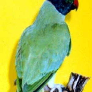 Verde cabeça preta