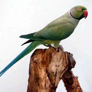 Verde violeta