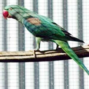 Turquesa azul (recessivo para o selvagem e dominante com o azul)