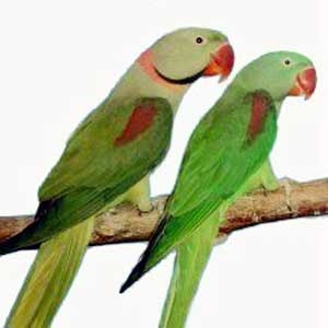 Macho Verde cinza (recessivo) e Fêmea selvagem