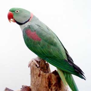 Verde escuro(Simples fator)